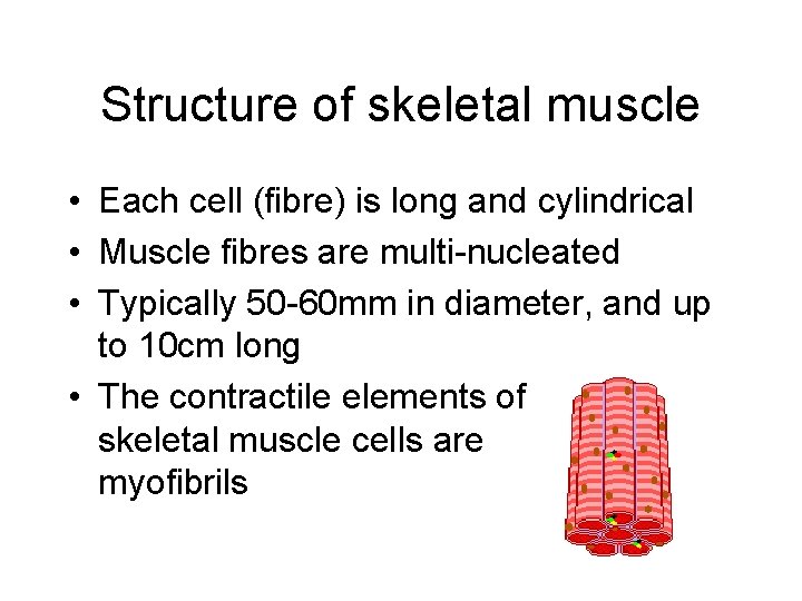 Structure of skeletal muscle • Each cell (fibre) is long and cylindrical • Muscle