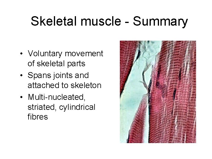 Skeletal muscle - Summary • Voluntary movement of skeletal parts • Spans joints and