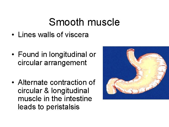 Smooth muscle • Lines walls of viscera • Found in longitudinal or circular arrangement Smooth muscle • Lines walls of viscera • Found in longitudinal or circular arrangement
