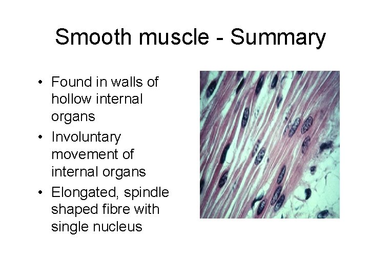 Smooth muscle - Summary • Found in walls of hollow internal organs • Involuntary