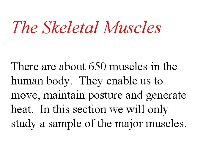 The Skeletal Muscles There about 650 muscles in the human body. They enable us