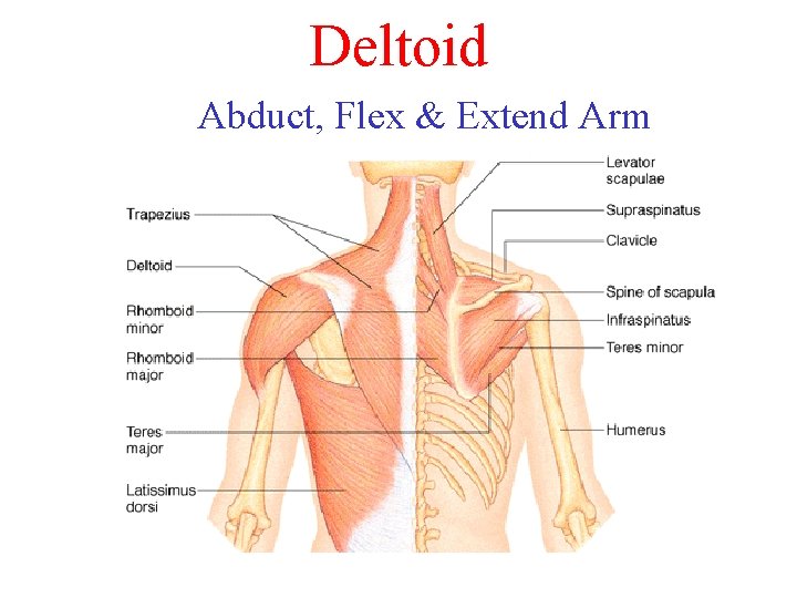Deltoid Abduct, Flex & Extend Arm Deltoid Abduct, Flex & Extend Arm