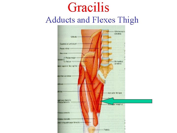 Gracilis Adducts and Flexes Thigh 