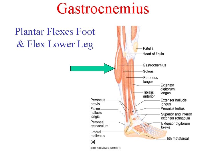 Gastrocnemius Plantar Flexes Foot & Flex Lower Leg 