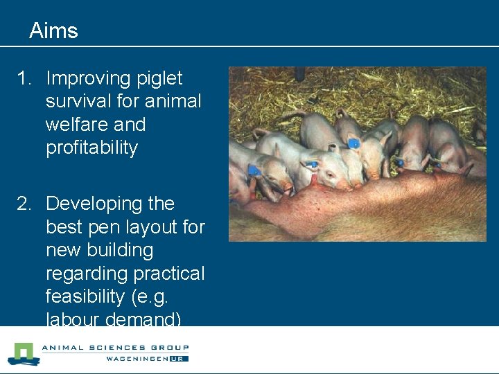 Aims 1. Improving piglet survival for animal welfare and profitability 2. Developing the best