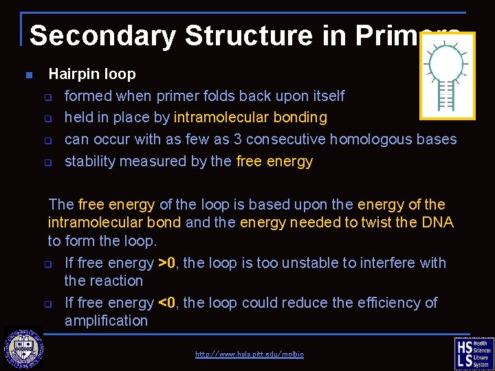 Secondary Structure in Primers n Hairpin loop q formed when primer folds back upon