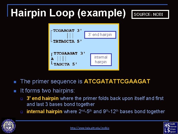 Hairpin Loop (example) SOURCE: NCBI 3’ end hairpin internal hairpin n The primer sequence