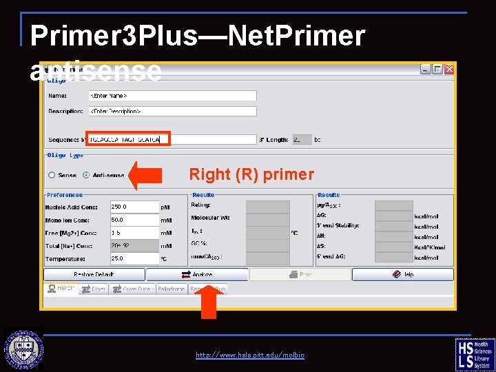 Primer 3 Plus—Net. Primer antisense Right (R) primer http: //www. hsls. pitt. edu/molbio 