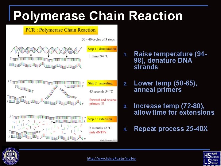 Polymerase Chain Reaction (PCR) 1. Raise temperature (9498), denature DNA strands 2. Lower temp