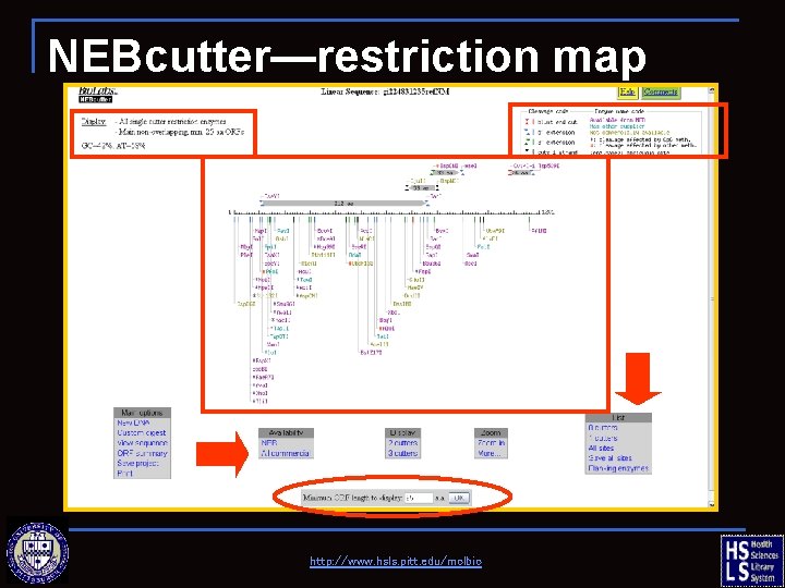 NEBcutter—restriction map http: //www. hsls. pitt. edu/molbio 