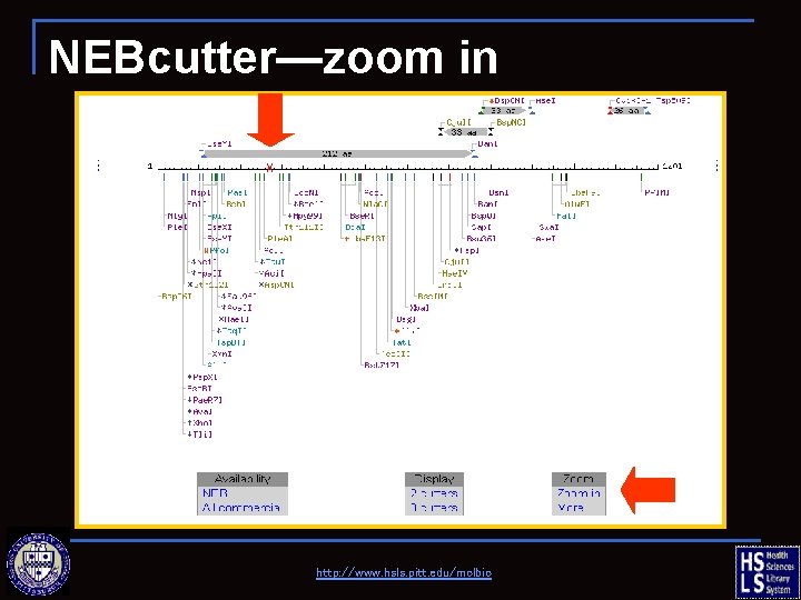 NEBcutter—zoom in http: //www. hsls. pitt. edu/molbio 