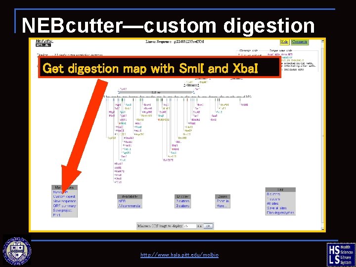 NEBcutter—custom digestion Get digestion map with Sml. I and Xba. I http: //www. hsls.