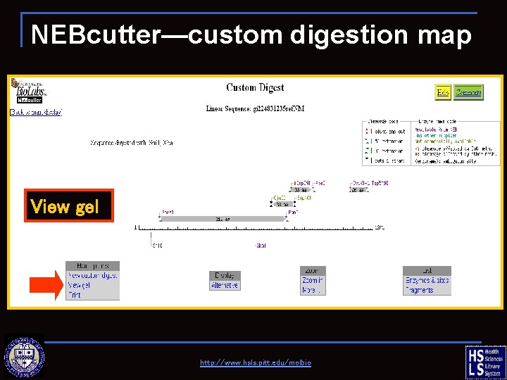 NEBcutter—custom digestion map View gel http: //www. hsls. pitt. edu/molbio 