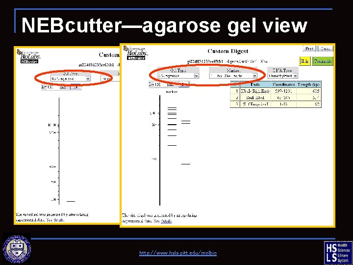 NEBcutter—agarose gel view http: //www. hsls. pitt. edu/molbio 