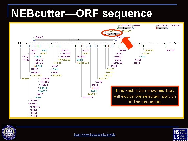 NEBcutter—ORF sequence Find restriction enzymes that will excise the selected portion of the sequence.