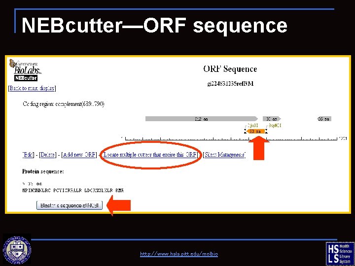 NEBcutter—ORF sequence http: //www. hsls. pitt. edu/molbio 