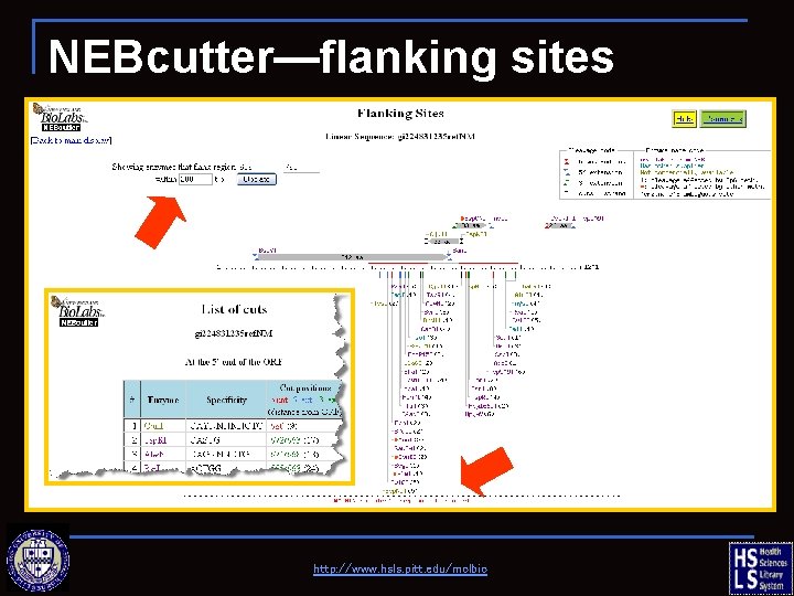 NEBcutter—flanking sites http: //www. hsls. pitt. edu/molbio 