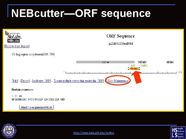 NEBcutter—ORF sequence http: //www. hsls. pitt. edu/molbio 