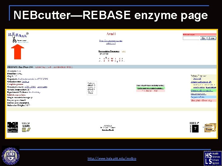 NEBcutter—REBASE enzyme page http: //www. hsls. pitt. edu/molbio 