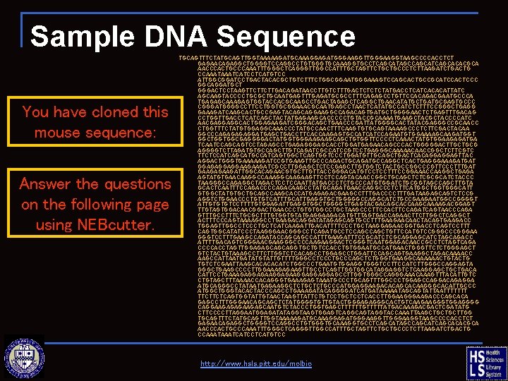 Sample DNA Sequence You have cloned this mouse sequence: Answer the questions on the