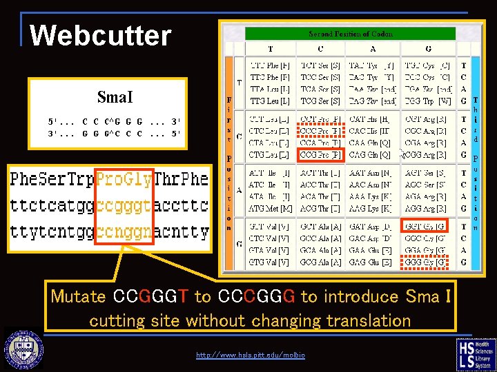 Webcutter Mutate CCGGGT to CCCGGG to introduce Sma I cutting site without changing translation