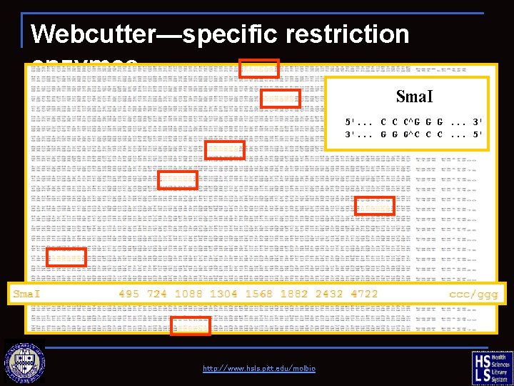 Webcutter—specific restriction enzymes http: //www. hsls. pitt. edu/molbio 