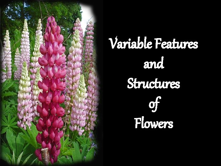 Variable Features and Structures of Flowers Variable Features and Structures of Flowers