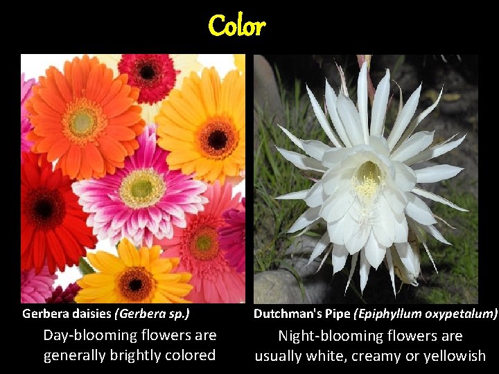 Color Gerbera daisies (Gerbera sp. ) Day-blooming flowers are generally brightly colored Dutchman's Pipe Color Gerbera daisies (Gerbera sp. ) Day-blooming flowers are generally brightly colored Dutchman's Pipe