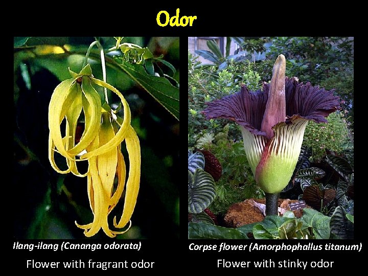 Odor Ilang-ilang (Cananga odorata) Flower with fragrant odor Corpse flower (Amorphophallus titanum) Flower with Odor Ilang-ilang (Cananga odorata) Flower with fragrant odor Corpse flower (Amorphophallus titanum) Flower with