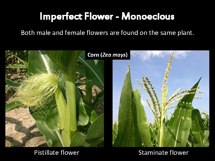 Imperfect Flower - Monoecious Both male and female flowers are found on the same Imperfect Flower - Monoecious Both male and female flowers are found on the same