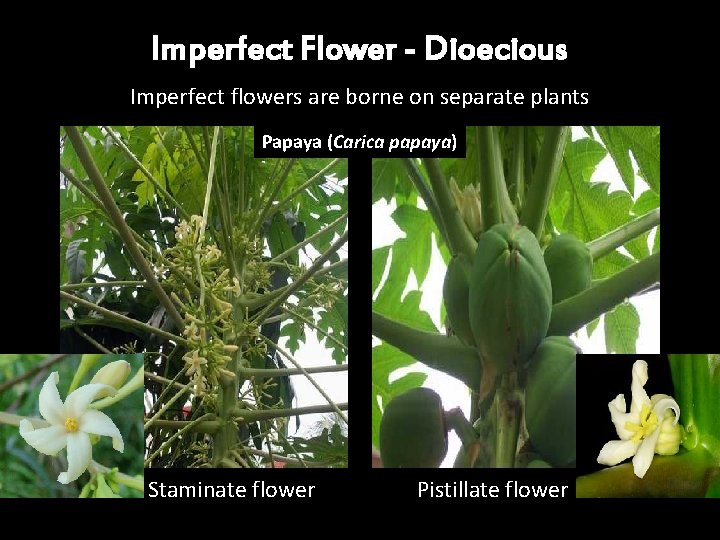Imperfect Flower - Dioecious Imperfect flowers are borne on separate plants Papaya (Carica papaya) Imperfect Flower - Dioecious Imperfect flowers are borne on separate plants Papaya (Carica papaya)
