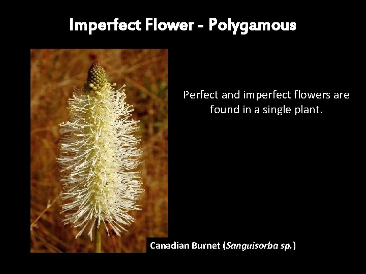 Imperfect Flower - Polygamous Perfect and imperfect flowers are found in a single plant. Imperfect Flower - Polygamous Perfect and imperfect flowers are found in a single plant.