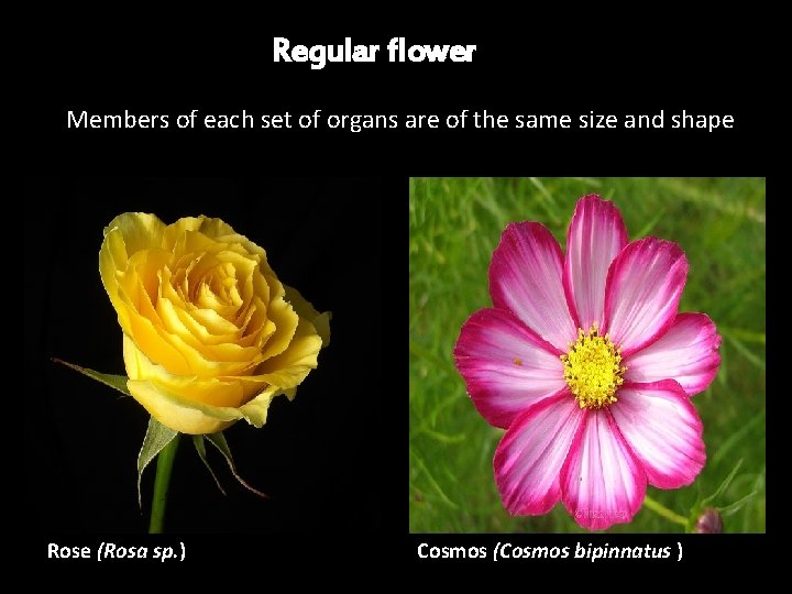Regular flower Members of each set of organs are of the same size and Regular flower Members of each set of organs are of the same size and