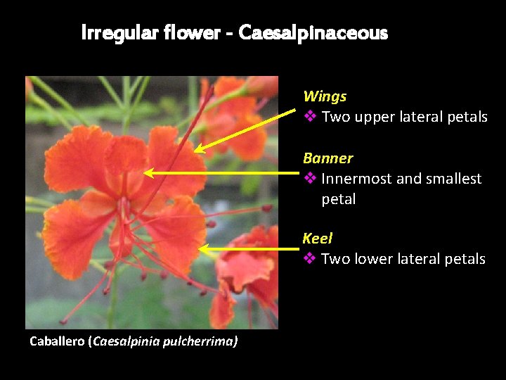 Irregular flower - Caesalpinaceous Wings v Two upper lateral petals Banner v Innermost and Irregular flower - Caesalpinaceous Wings v Two upper lateral petals Banner v Innermost and