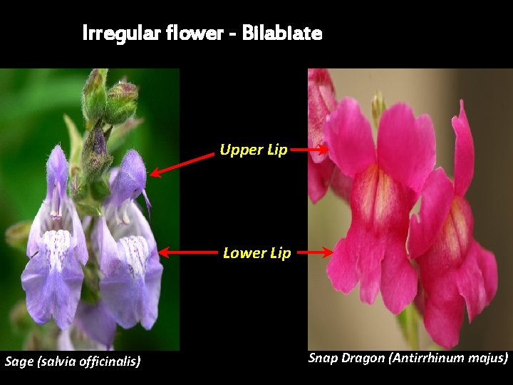 Irregular flower - Bilabiate Upper Lip Lower Lip Sage (salvia officinalis) Snap Dragon (Antirrhinum Irregular flower - Bilabiate Upper Lip Lower Lip Sage (salvia officinalis) Snap Dragon (Antirrhinum