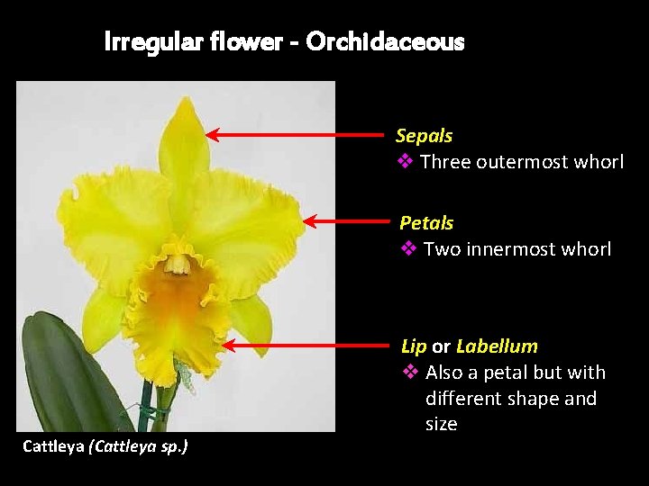 Irregular flower - Orchidaceous Sepals v Three outermost whorl Petals v Two innermost whorl Irregular flower - Orchidaceous Sepals v Three outermost whorl Petals v Two innermost whorl