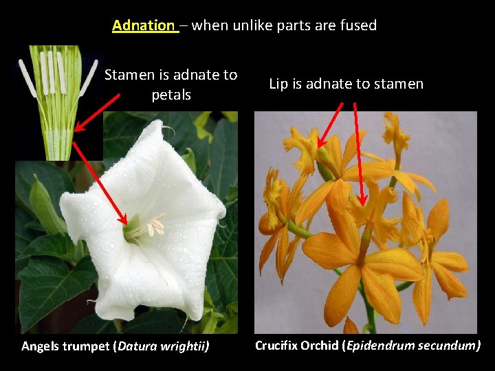Adnation – when unlike parts are fused Stamen is adnate to petals Angels trumpet Adnation – when unlike parts are fused Stamen is adnate to petals Angels trumpet