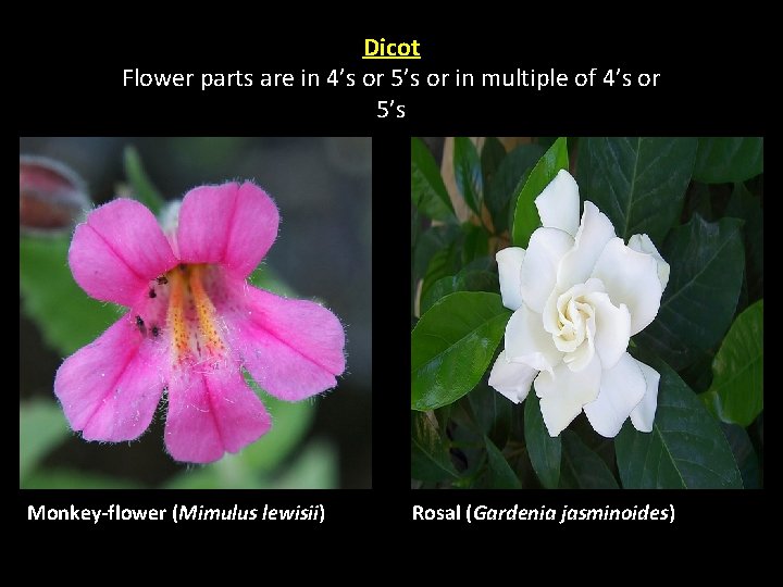 Dicot Flower parts are in 4’s or 5’s or in multiple of 4’s or Dicot Flower parts are in 4’s or 5’s or in multiple of 4’s or