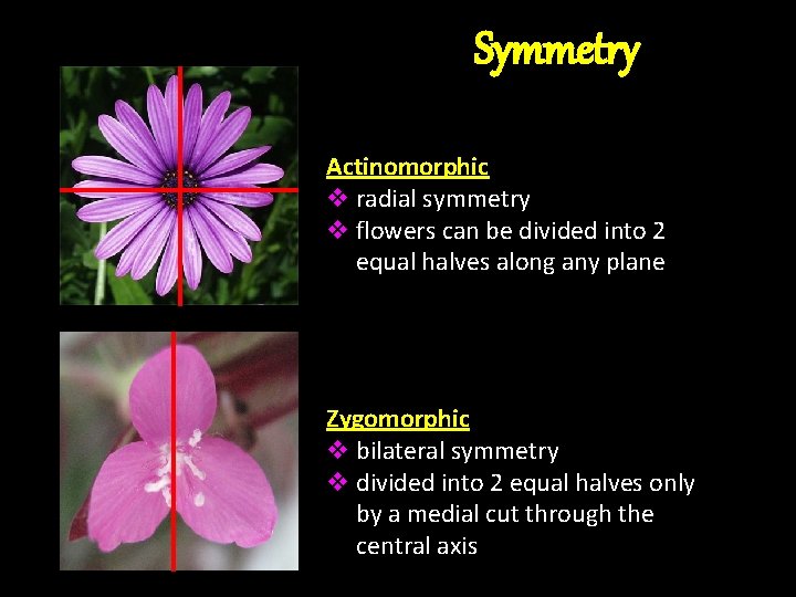 Symmetry Actinomorphic v radial symmetry v flowers can be divided into 2 equal halves Symmetry Actinomorphic v radial symmetry v flowers can be divided into 2 equal halves