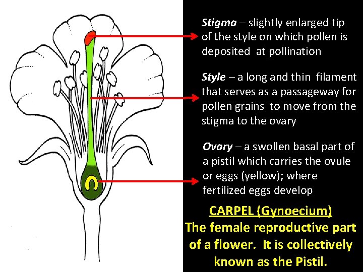 Stigma – slightly enlarged tip of the style on which pollen is deposited at Stigma – slightly enlarged tip of the style on which pollen is deposited at
