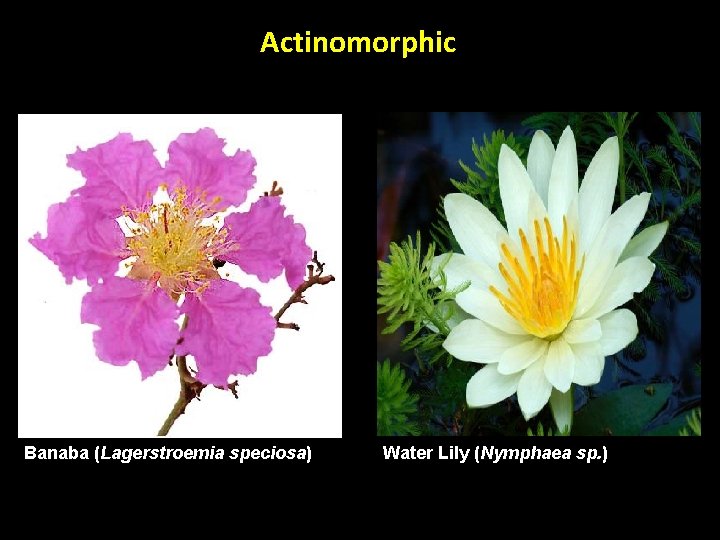 Actinomorphic Banaba (Lagerstroemia speciosa) Water Lily (Nymphaea sp. ) Actinomorphic Banaba (Lagerstroemia speciosa) Water Lily (Nymphaea sp. )