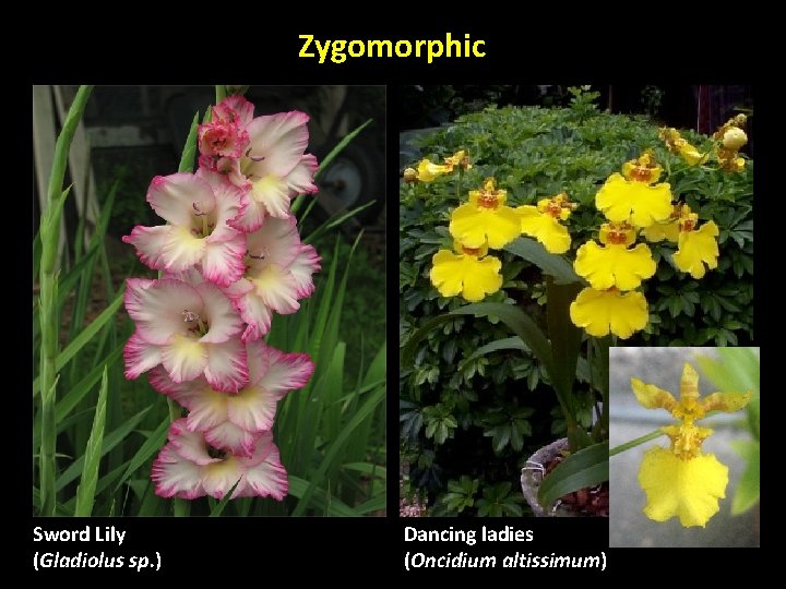 Zygomorphic Sword Lily (Gladiolus sp. ) Dancing ladies (Oncidium altissimum) Zygomorphic Sword Lily (Gladiolus sp. ) Dancing ladies (Oncidium altissimum)