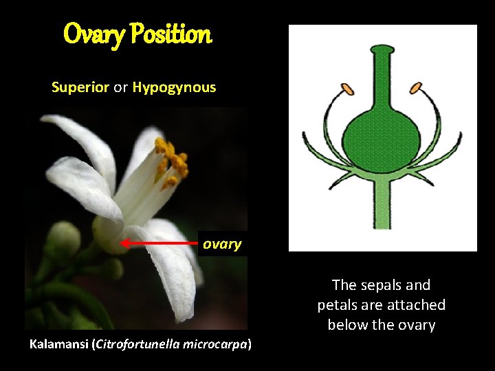 Ovary Position Superior or Hypogynous ovary The sepals and petals are attached below the Ovary Position Superior or Hypogynous ovary The sepals and petals are attached below the