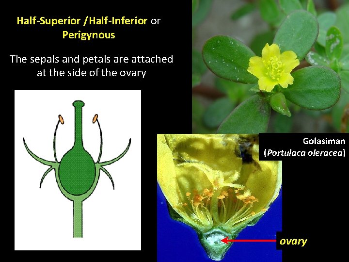 Half-Superior /Half-Inferior or Perigynous The sepals and petals are attached at the side of Half-Superior /Half-Inferior or Perigynous The sepals and petals are attached at the side of