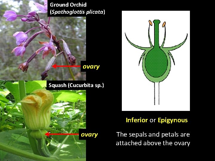 Ground Orchid (Spathoglottis plicata) ovary Squash (Cucurbita sp. ) Inferior or Epigynous ovary The Ground Orchid (Spathoglottis plicata) ovary Squash (Cucurbita sp. ) Inferior or Epigynous ovary The