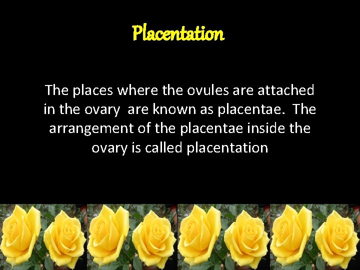 Placentation The places where the ovules are attached in the ovary are known as Placentation The places where the ovules are attached in the ovary are known as