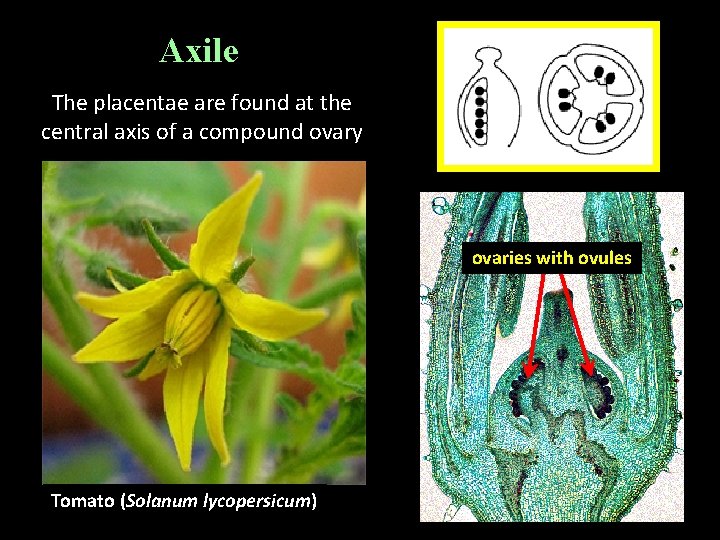 Axile The placentae are found at the central axis of a compound ovary ovaries Axile The placentae are found at the central axis of a compound ovary ovaries