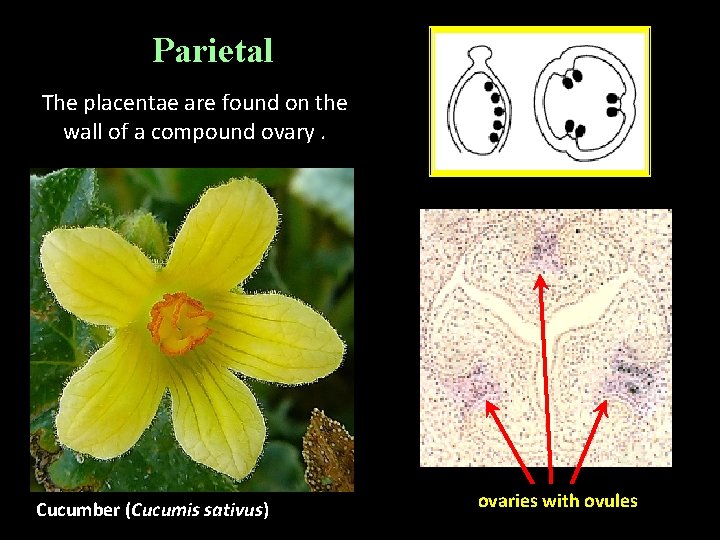 Parietal The placentae are found on the wall of a compound ovary. Cucumber (Cucumis Parietal The placentae are found on the wall of a compound ovary. Cucumber (Cucumis