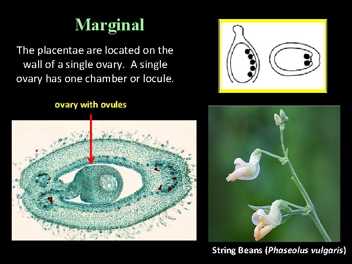 Marginal The placentae are located on the wall of a single ovary. A single Marginal The placentae are located on the wall of a single ovary. A single