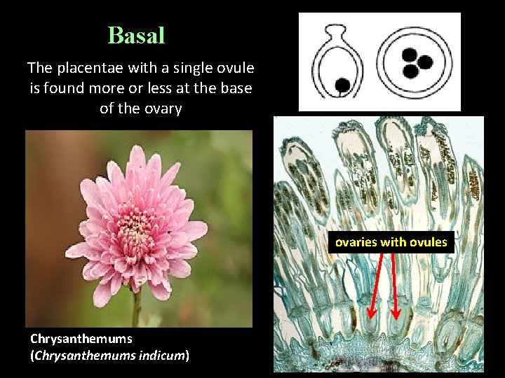 Basal The placentae with a single ovule is found more or less at the Basal The placentae with a single ovule is found more or less at the